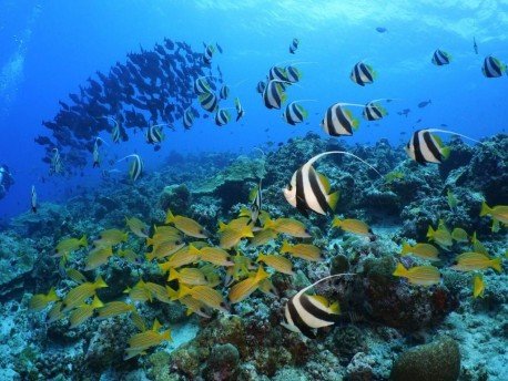 Maldives Safari with Snorkeling
