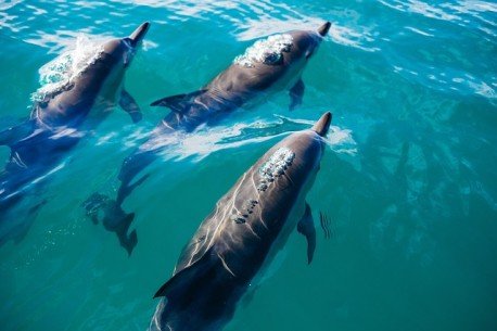 Sunset cruise with dolphins in the Maldives